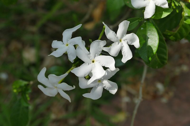 Confederate Jasmine / Star Jasmine (Trachelospermum jasminoides)