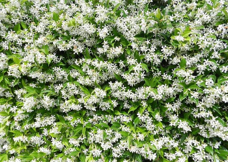Confederate Jasmine