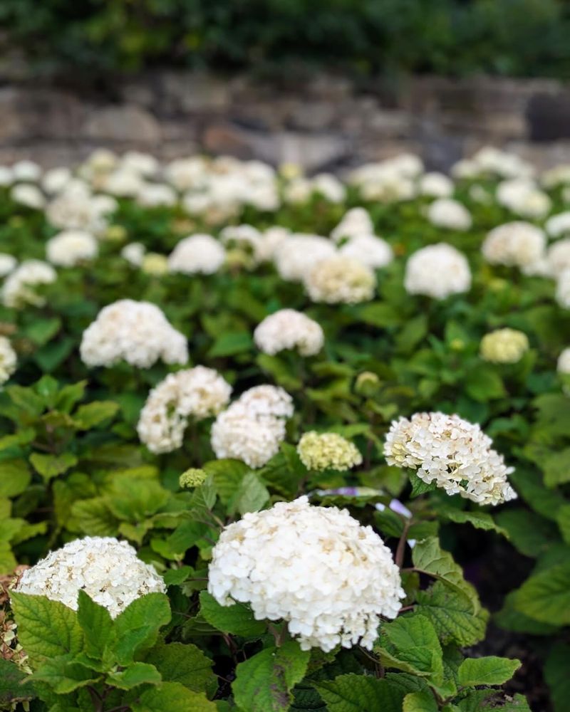 White Hydrangeas