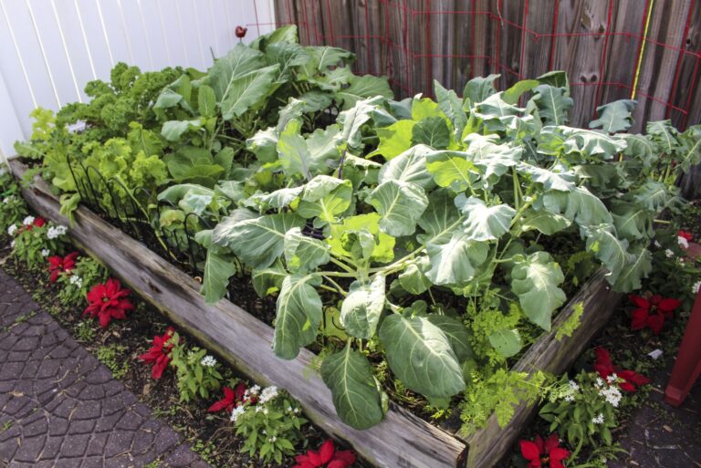 cool season vegetable garden