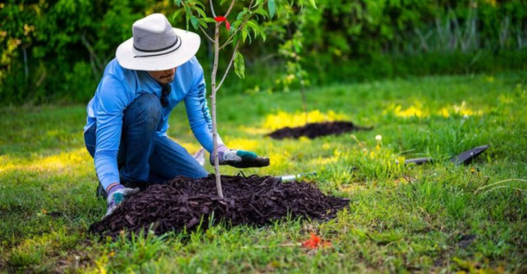 gardener mulches a tree