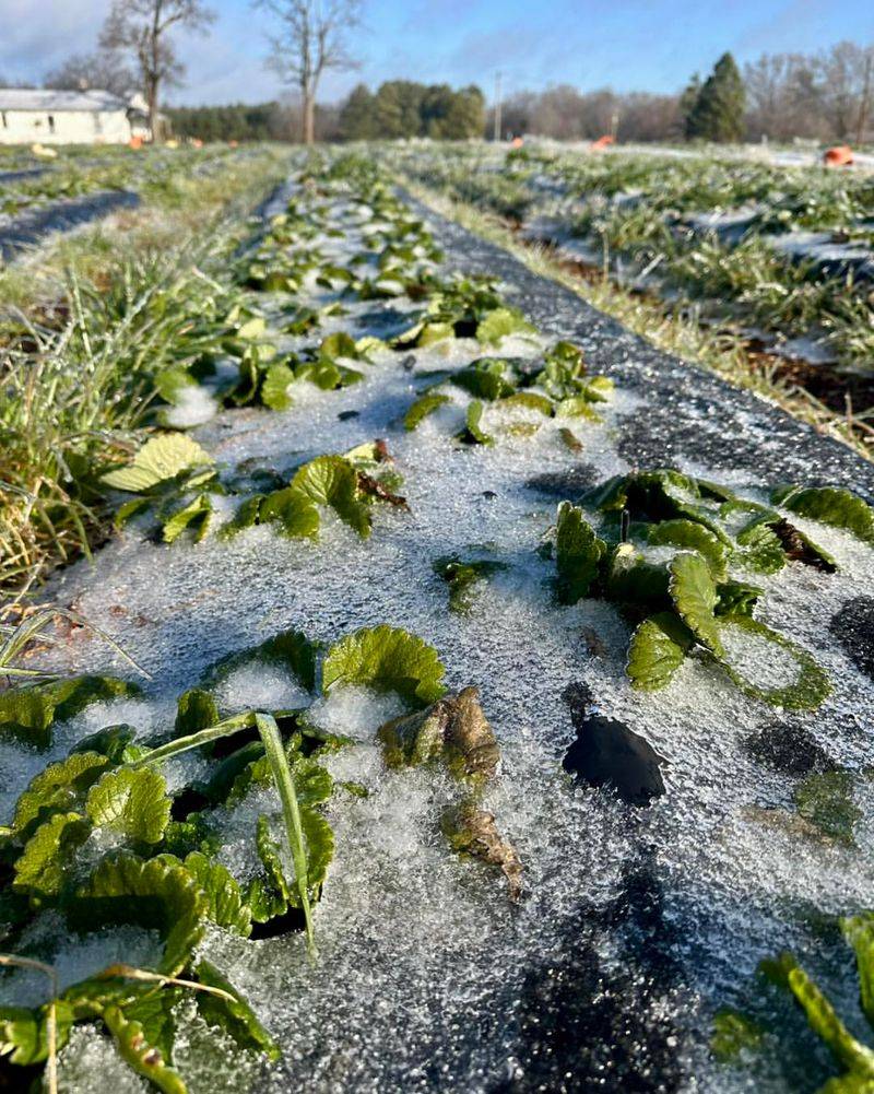 Strawberry Plants With Established Crowns