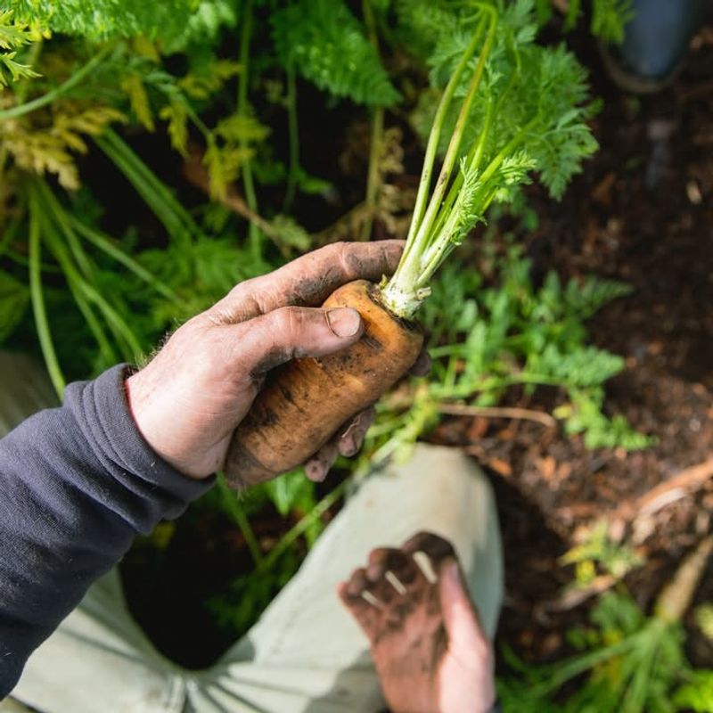 Carrots Push Through Layered Compost