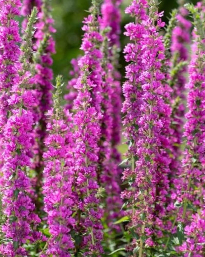 Purple Loosestrife
