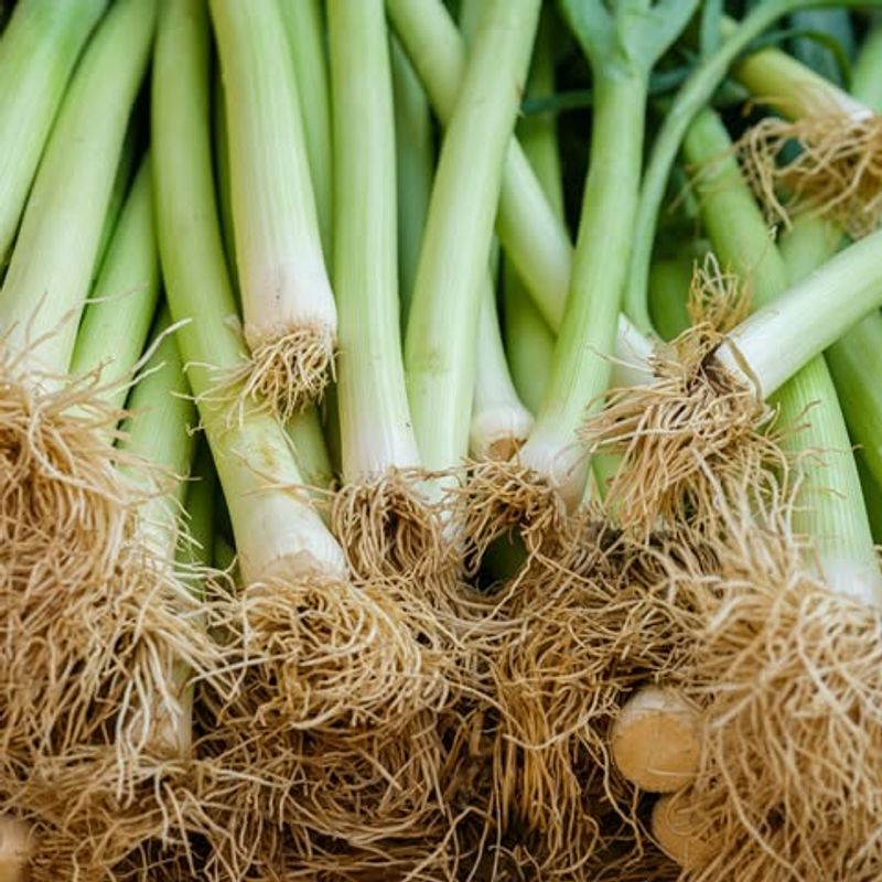 Onions And Leeks For Long-Season Growth