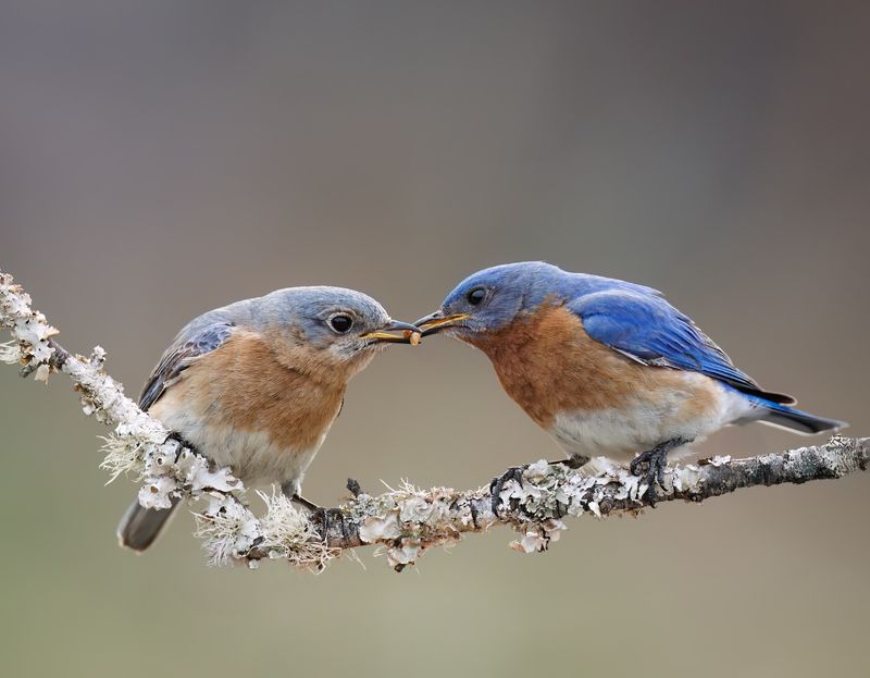 Eastern Bluebirds