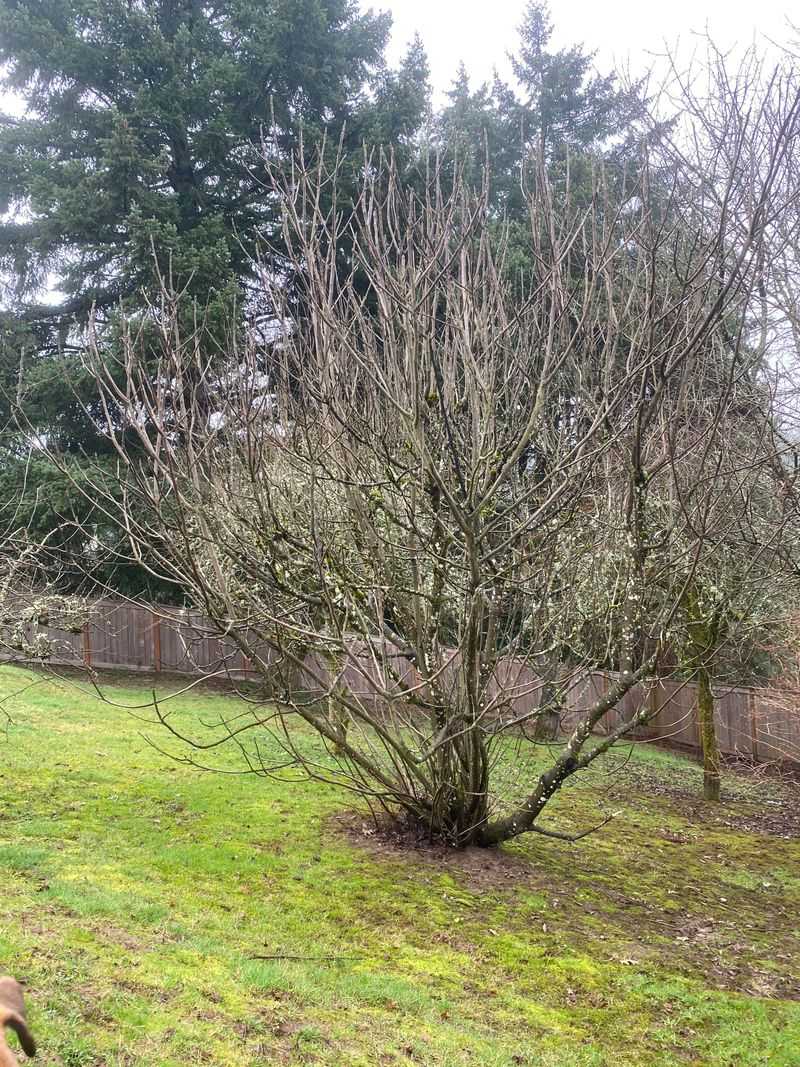 Remove Dead and Damaged Branches First