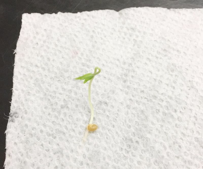 Step-By-Step Pre-Sprouting Instructions