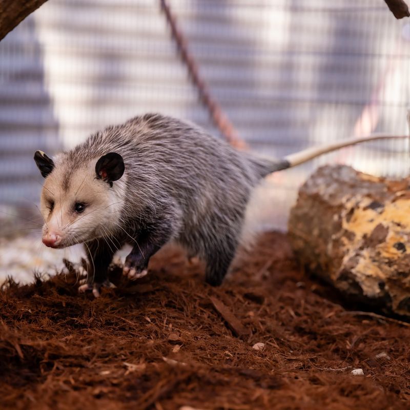 Scorpion And Spider Specialists