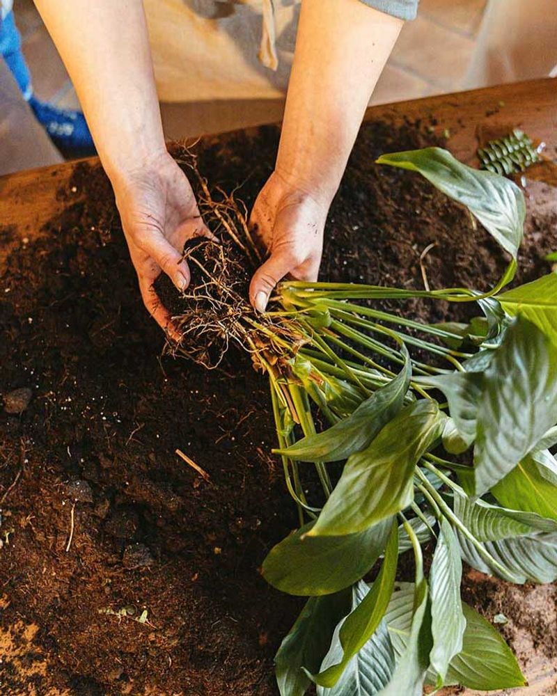 Remove Old Compact Soil From Around The Root Ball