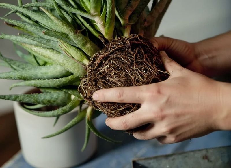 Allow Cut Roots To Dry Briefly Before Replanting