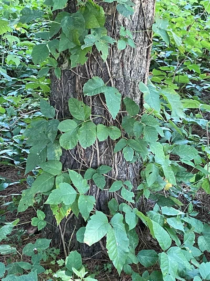 Animals And Insects Can Transfer Urushiol Oil Without Showing Symptoms