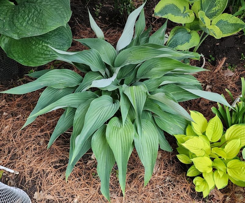 Hostas