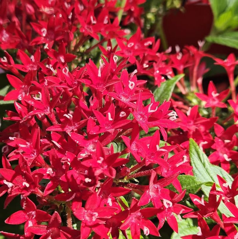 Pentas Cultivars Bred For Sterility