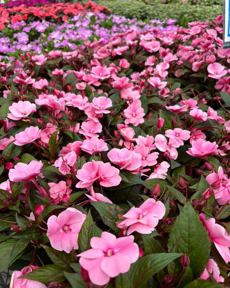 Impatiens