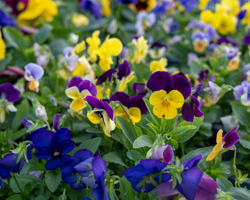 Pansies And Violas