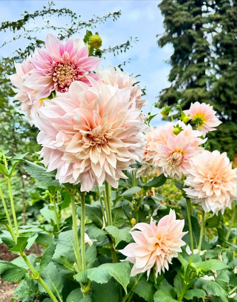 Dahlias (Decorative And Dinner Plate Varieties)