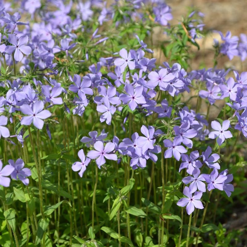 Phlox