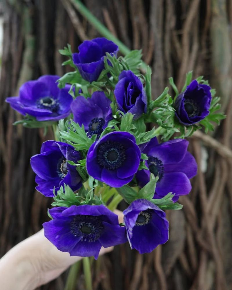 Anemones