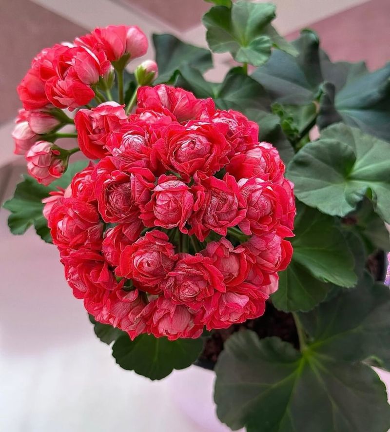 Geraniums (Pelargonium)