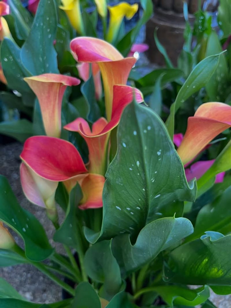 Calla Lily (Zantedeschia)