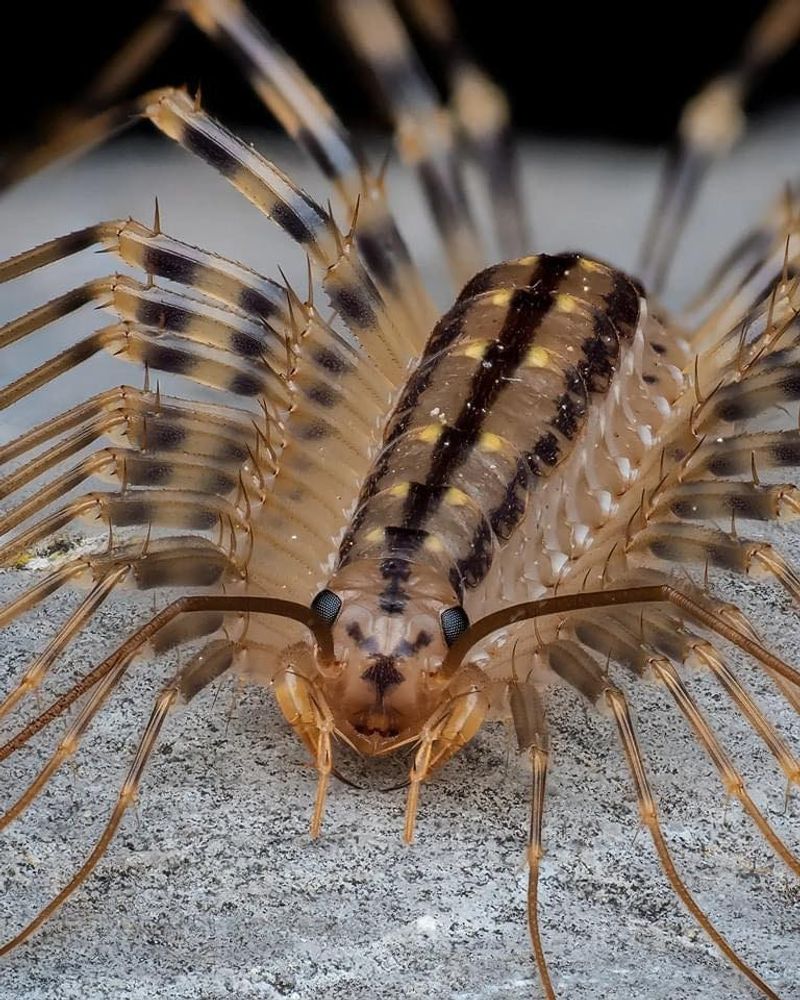 House Centipedes