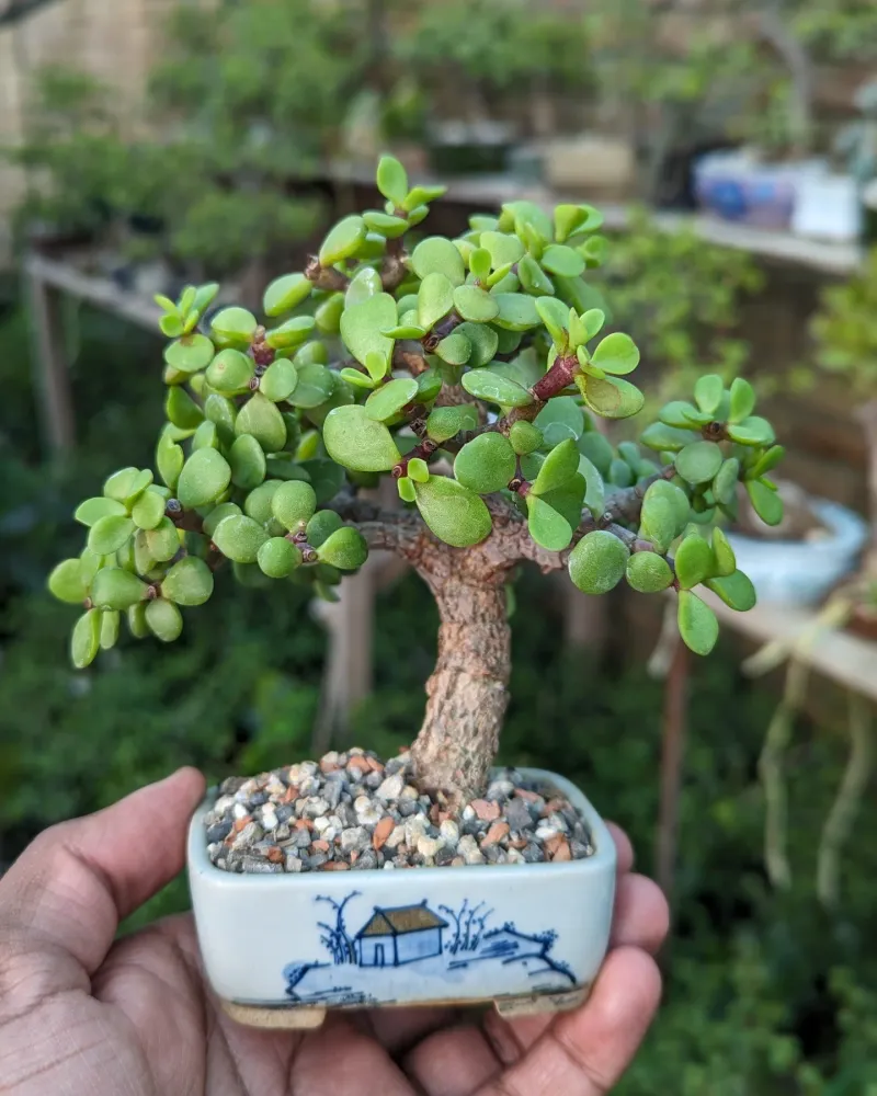 Dwarf Jade Plant