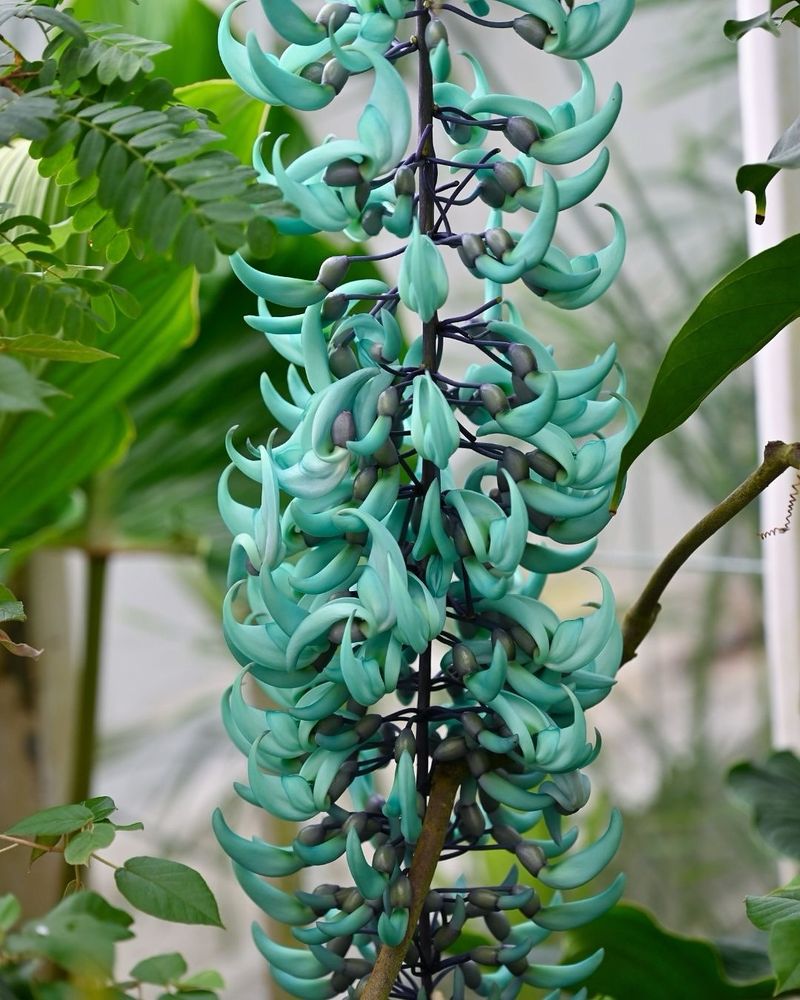 Jade Vine