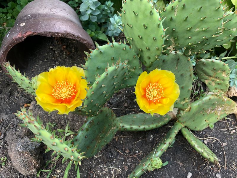 Prickly Pear Cactus (Opuntia species)