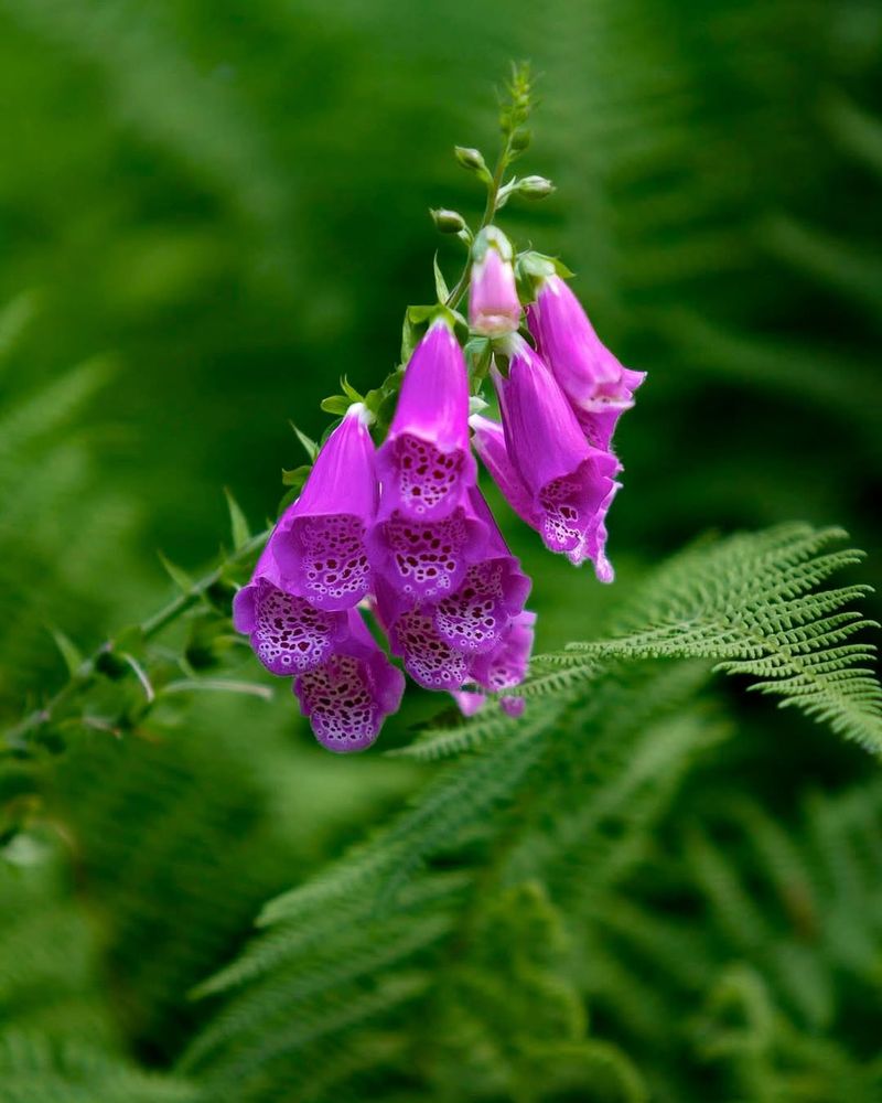 Foxglove