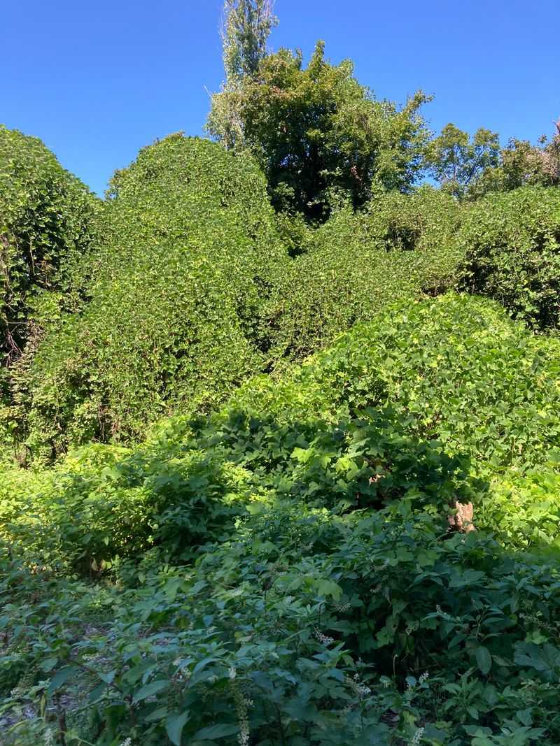 Kudzu Without Permits