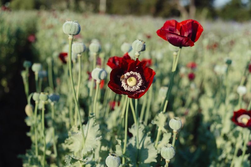 Opium Poppies
