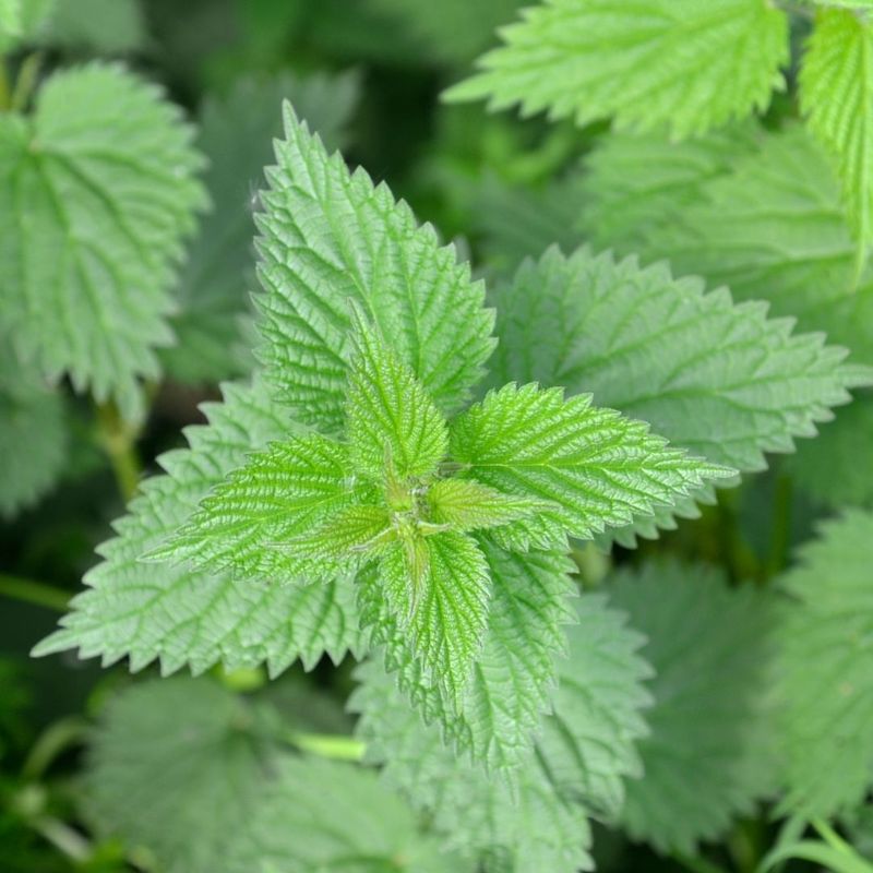 Stinging Nettle (Urtica Dioica)