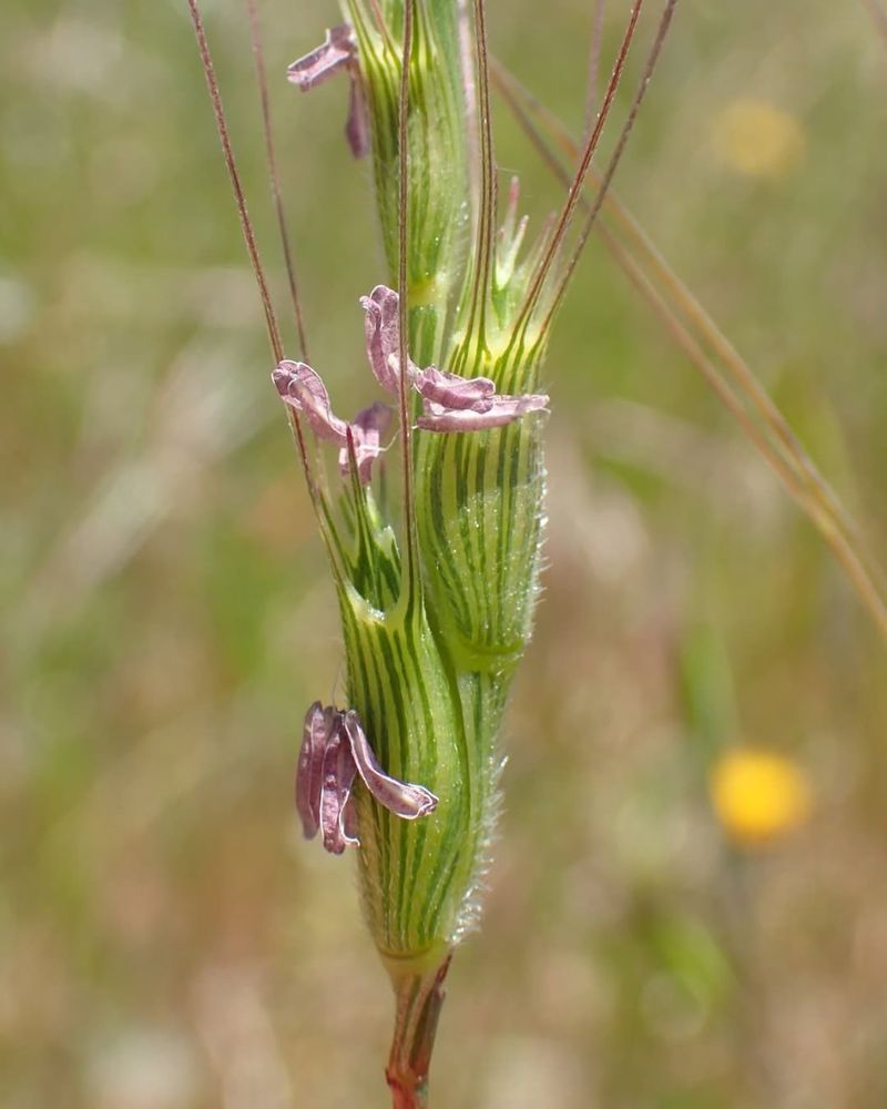 Goatgrass (Aegilops species)
