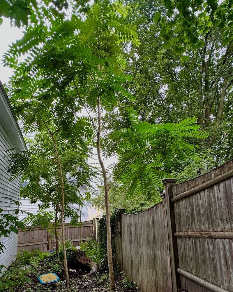 Tree of Heaven (Ailanthus altissima)