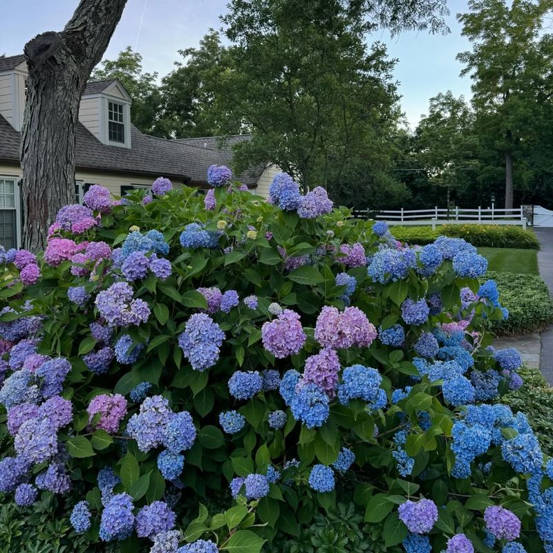 Hydrangeas With Huge Mophead Blooms