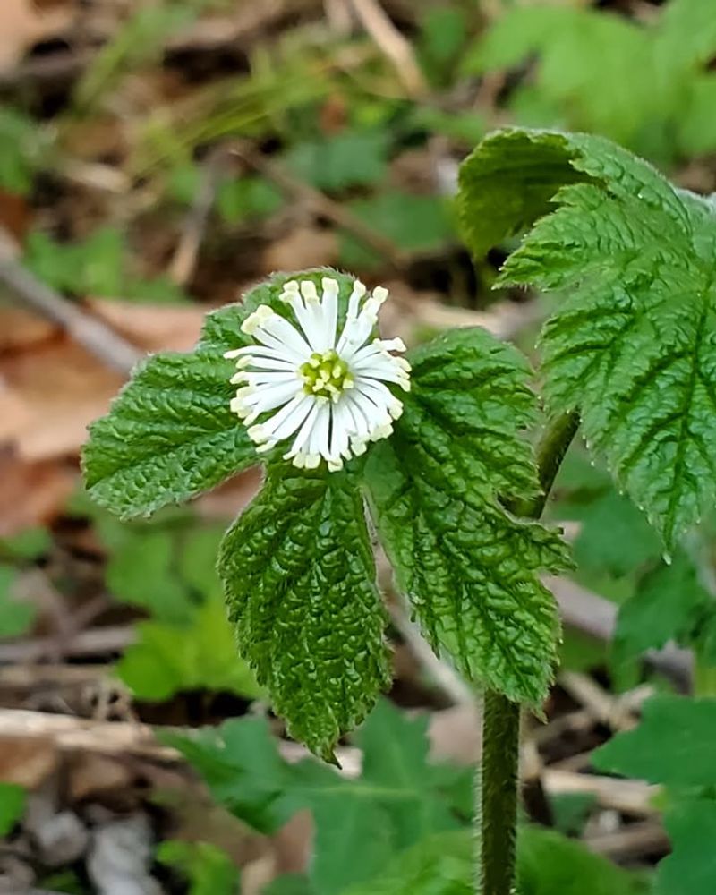 Goldenseal