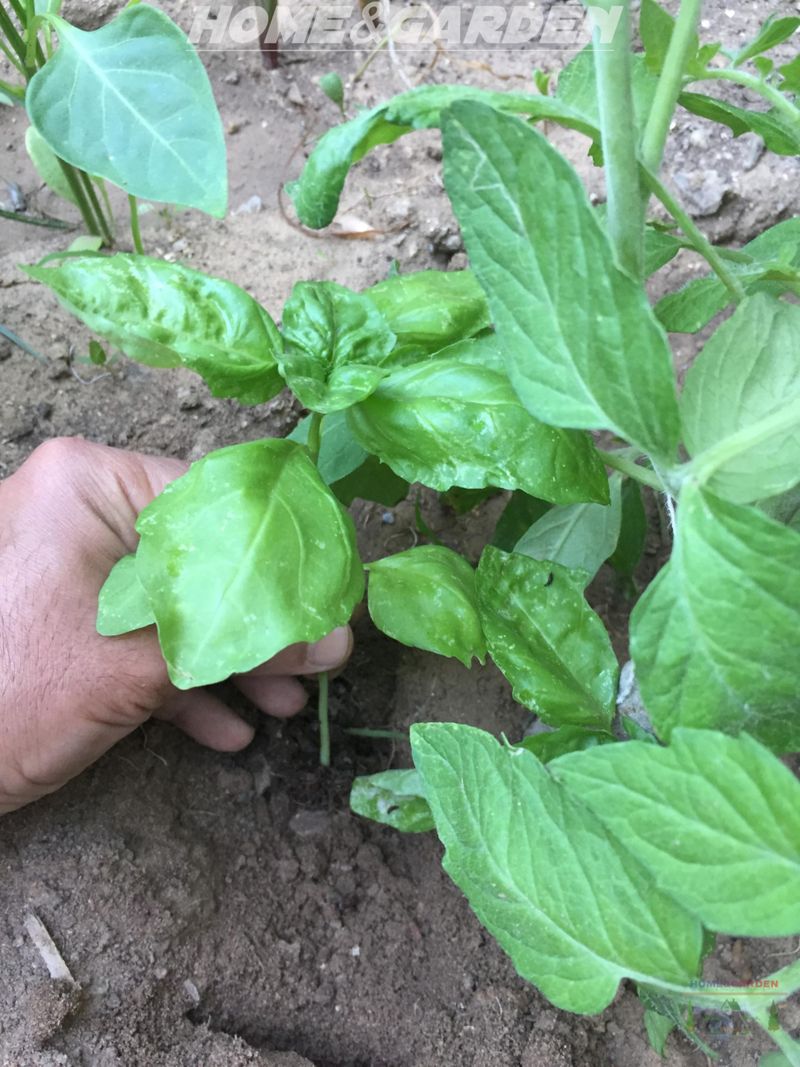 Space Them So They Help Instead Of Compete