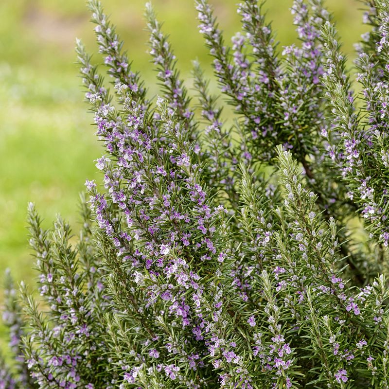 Match Mulch To Dry-Climate Needs
