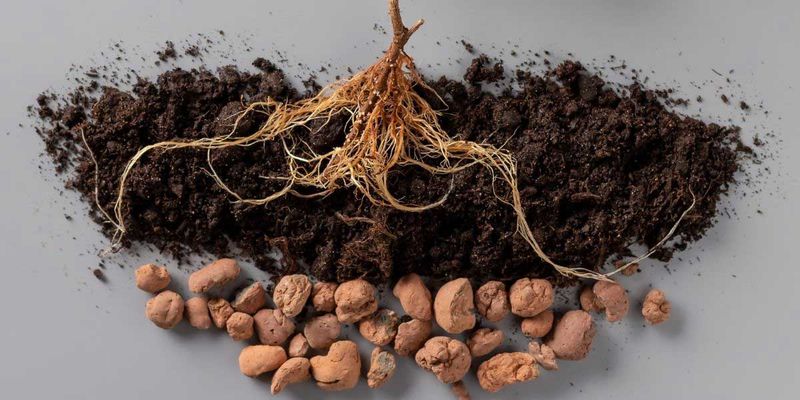 Use Fast-Draining, Gritty Soil