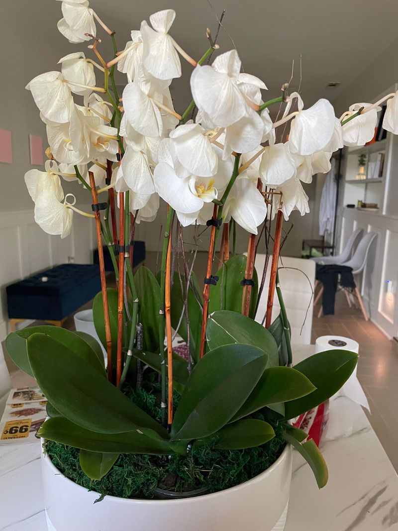 Adjust Watering After Flowers Drop