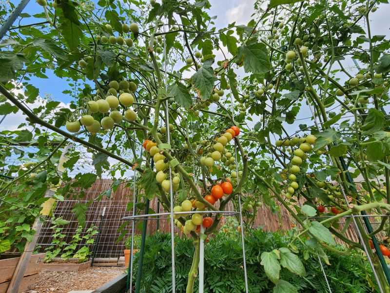Space Plants To Improve Airflow