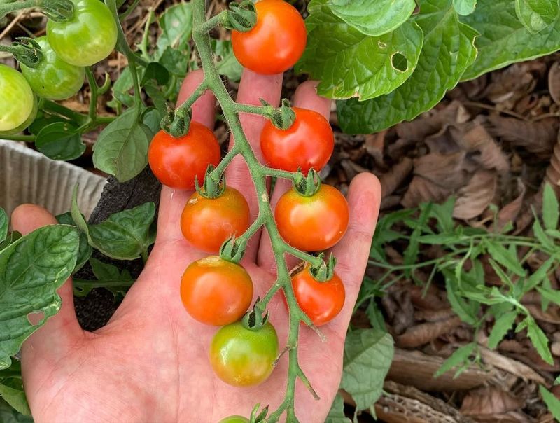 Space Tomatoes Properly To Reduce Disease Pressure