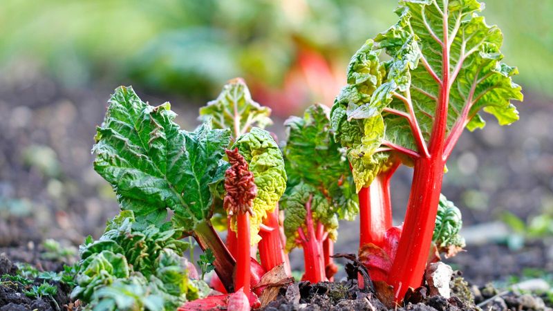 Mulch Heavily To Protect Roots And Retain Moisture