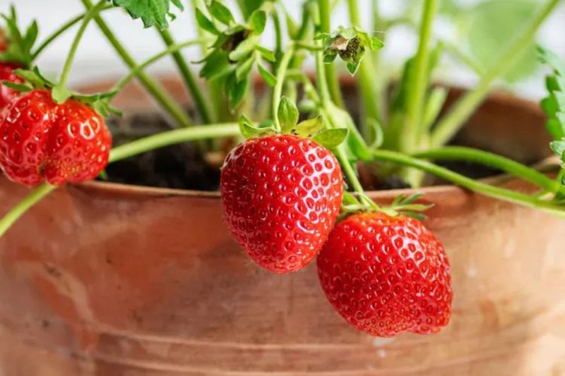 Use Containers That Prevent Soggy Roots