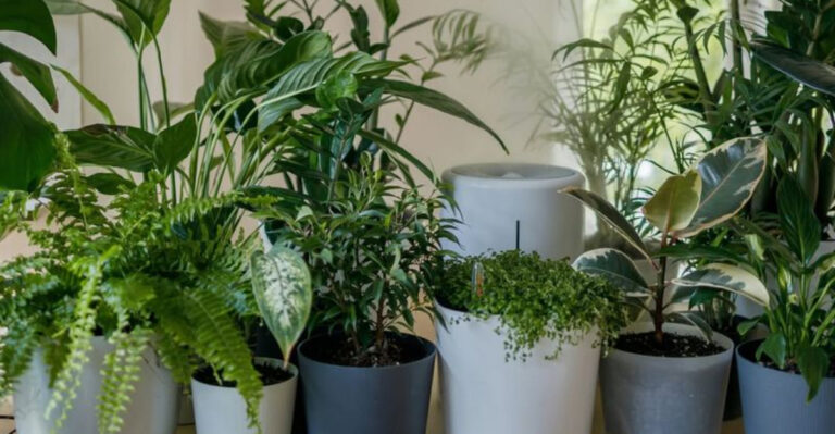 houseplants in bright indirect light