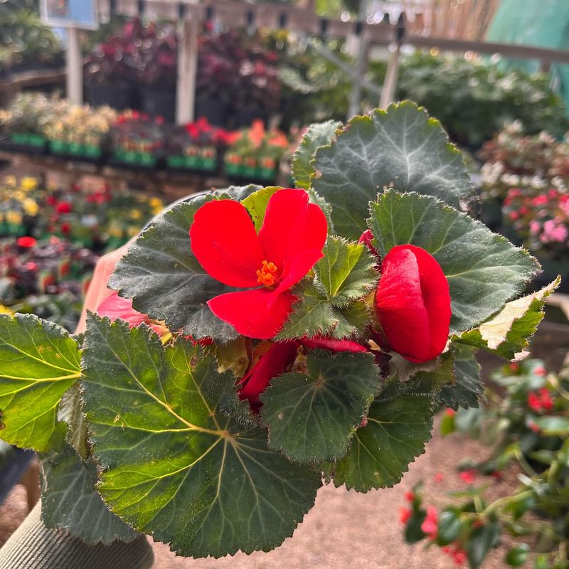 Begonias