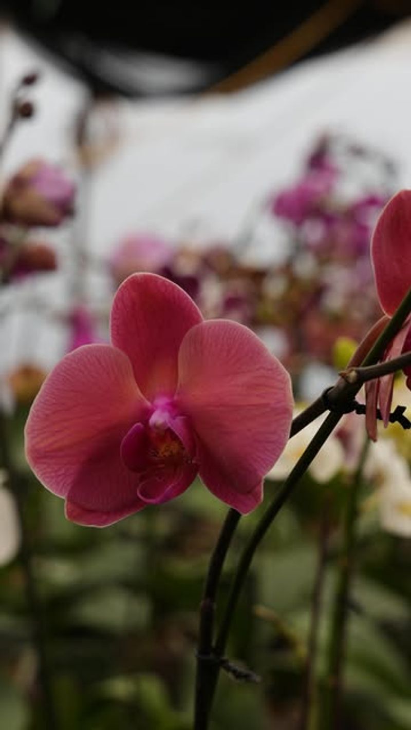 Orchids