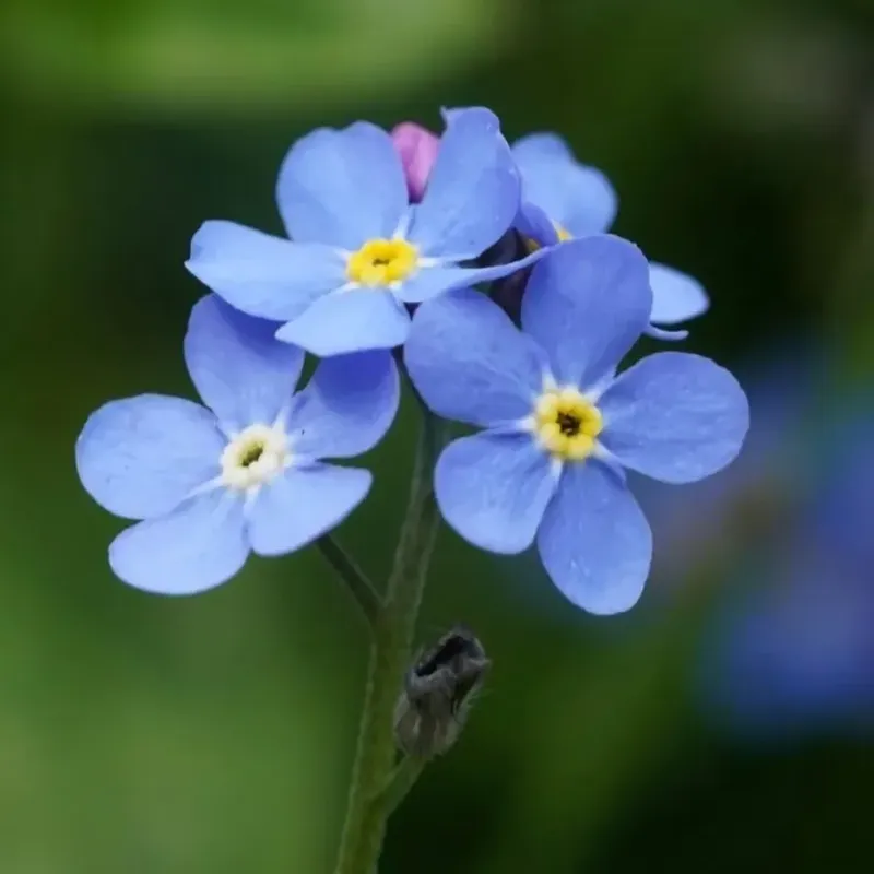 Forget-Me-Nots