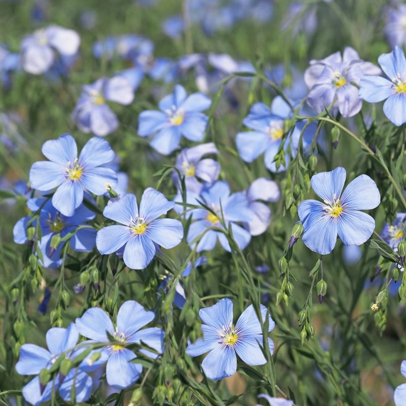 Santa Fe Blue Flax (Linum Lewisii)